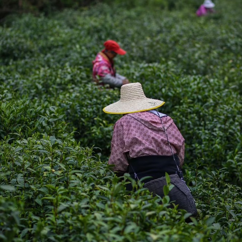 Teepflückerin bei der Ernte im Teefeld
