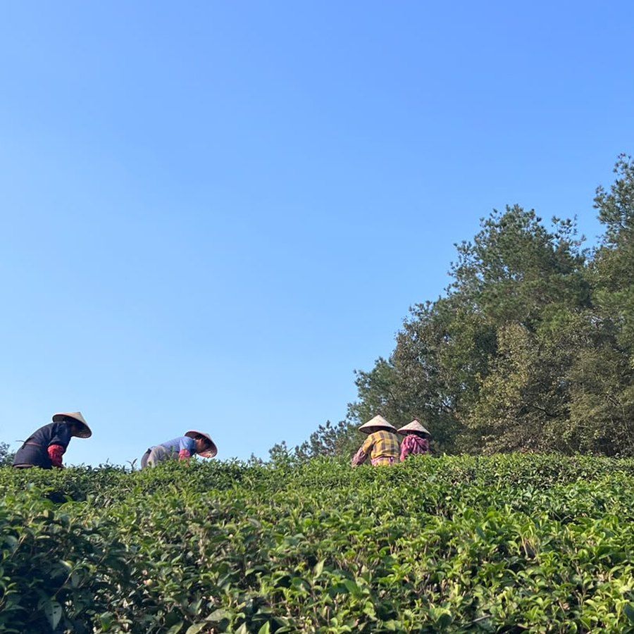 Pflückerinnen zwischen den Teebüschen bei der Ernte