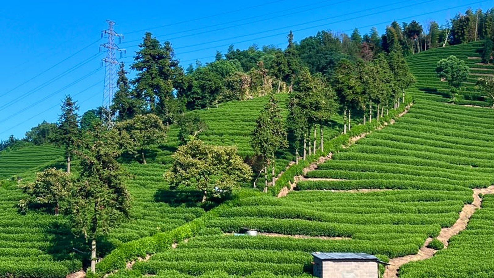 Bio-Teefeld für MATCHASHOCK am Berghang – Herkunft des Matcha für den Großhandel